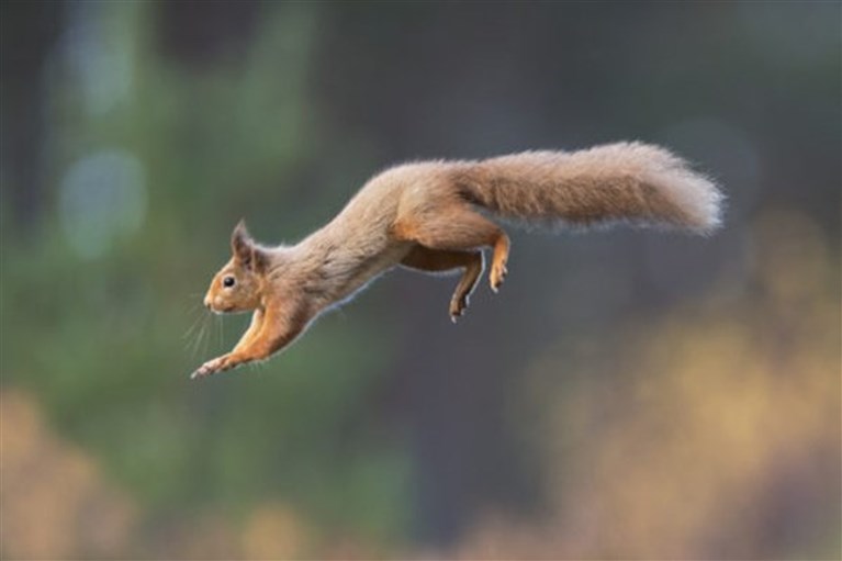 The Red Squirrels of St. David's